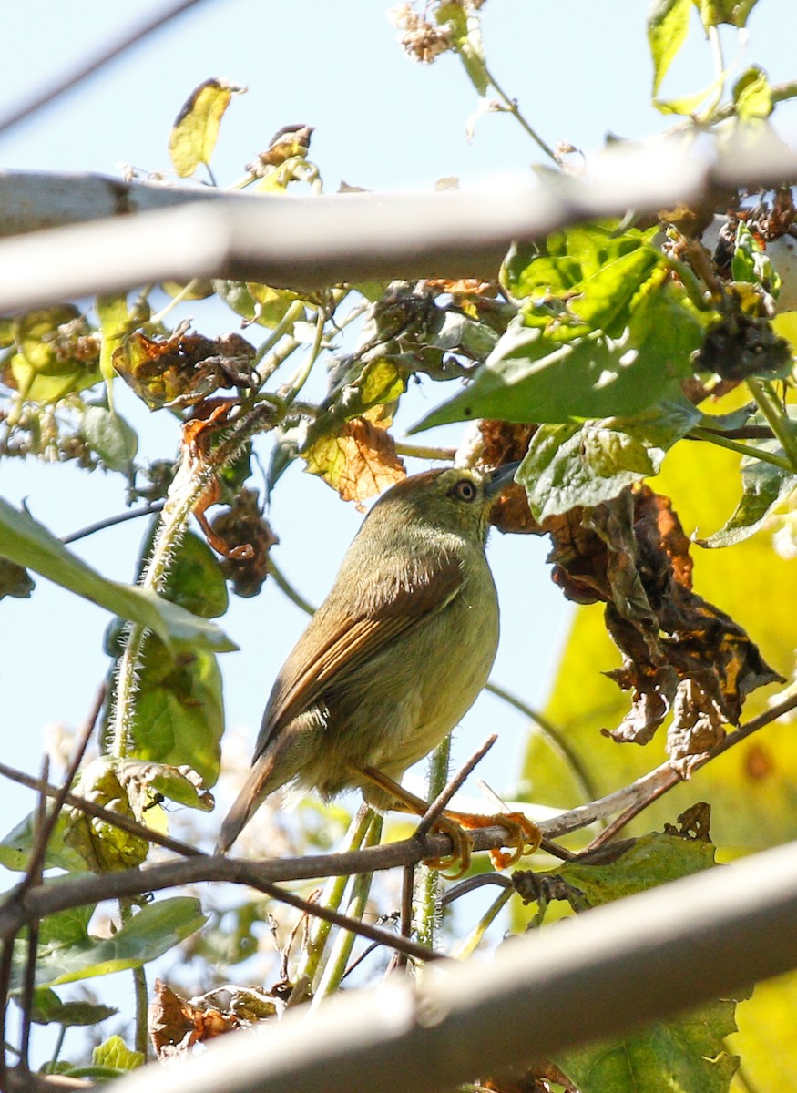 Pin-striped Tit-Babbler - ML643078907