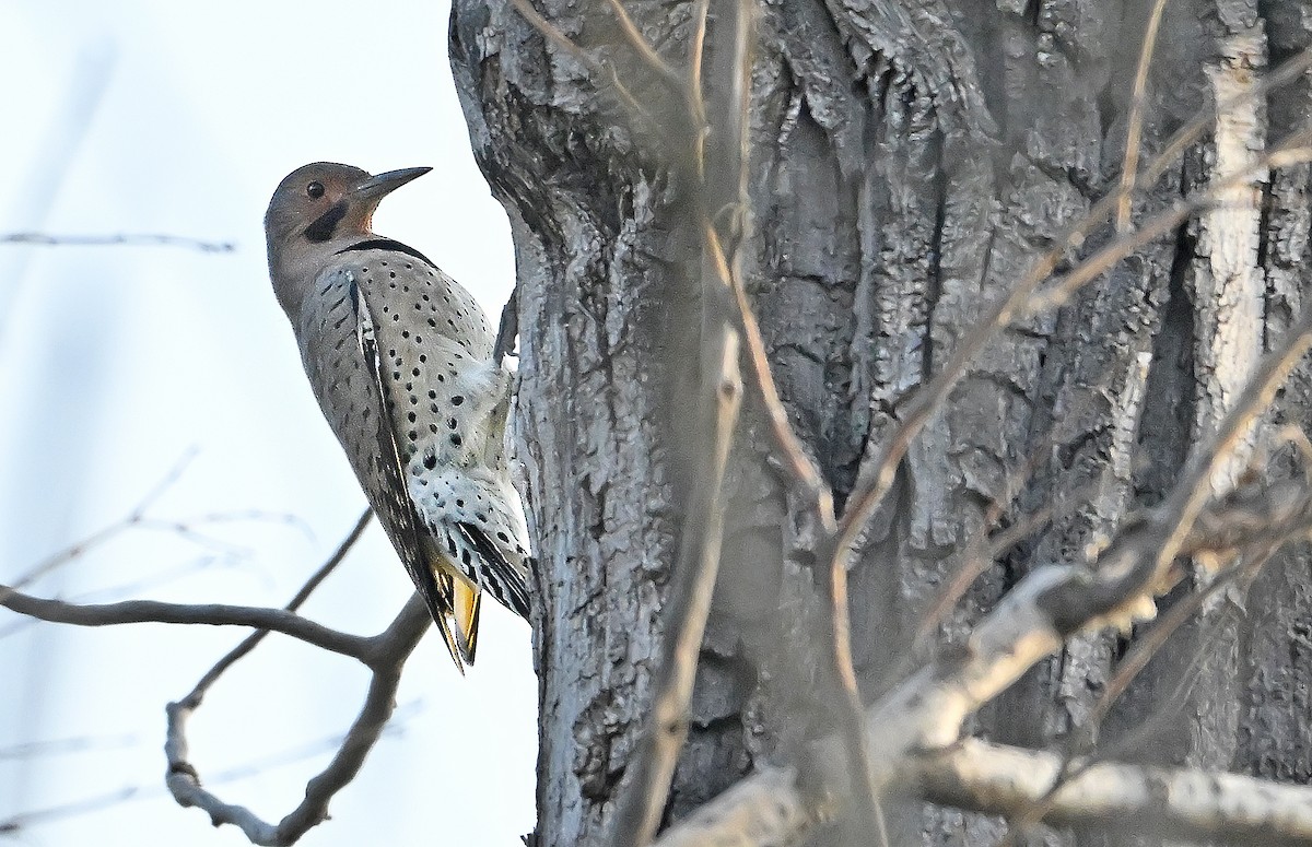 Northern Flicker (Yellow-shafted) - ML643078918