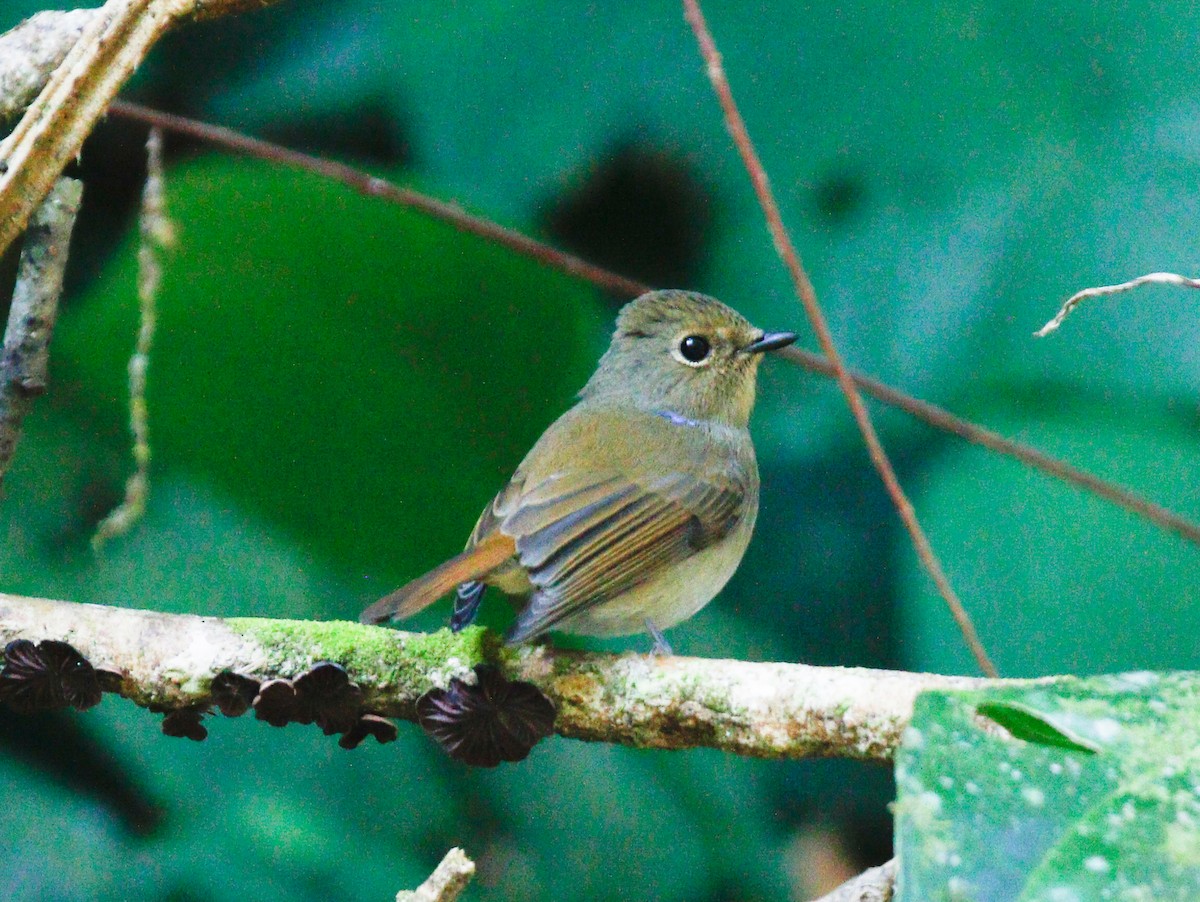 Small Niltava - ML643078920
