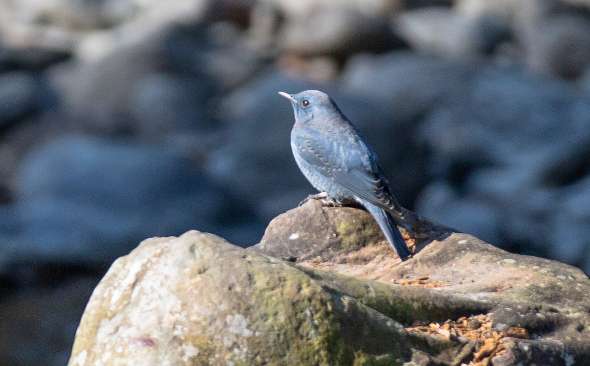 Blue Rock-Thrush - ML643078933
