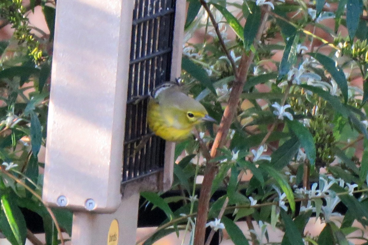 Pine Warbler - ML643078935
