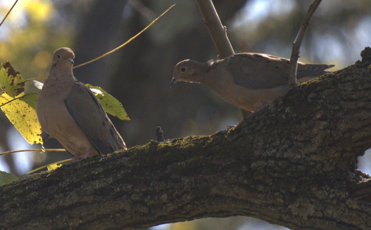 Mourning Dove - ML643078965