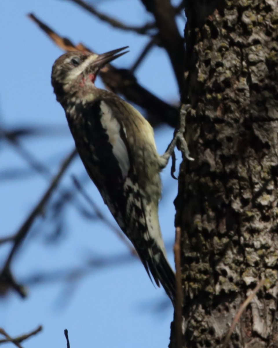 Yellow-bellied Sapsucker - ML643078967