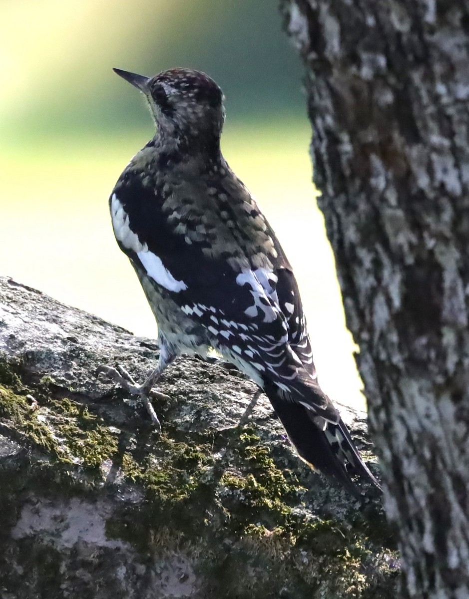 Yellow-bellied Sapsucker - ML643078969