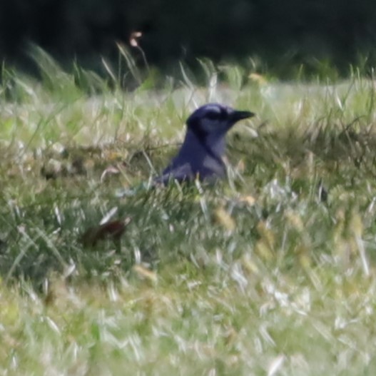 Blue Jay - ML643078976