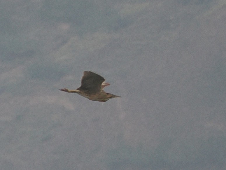Eurasian Bittern - ML643079051