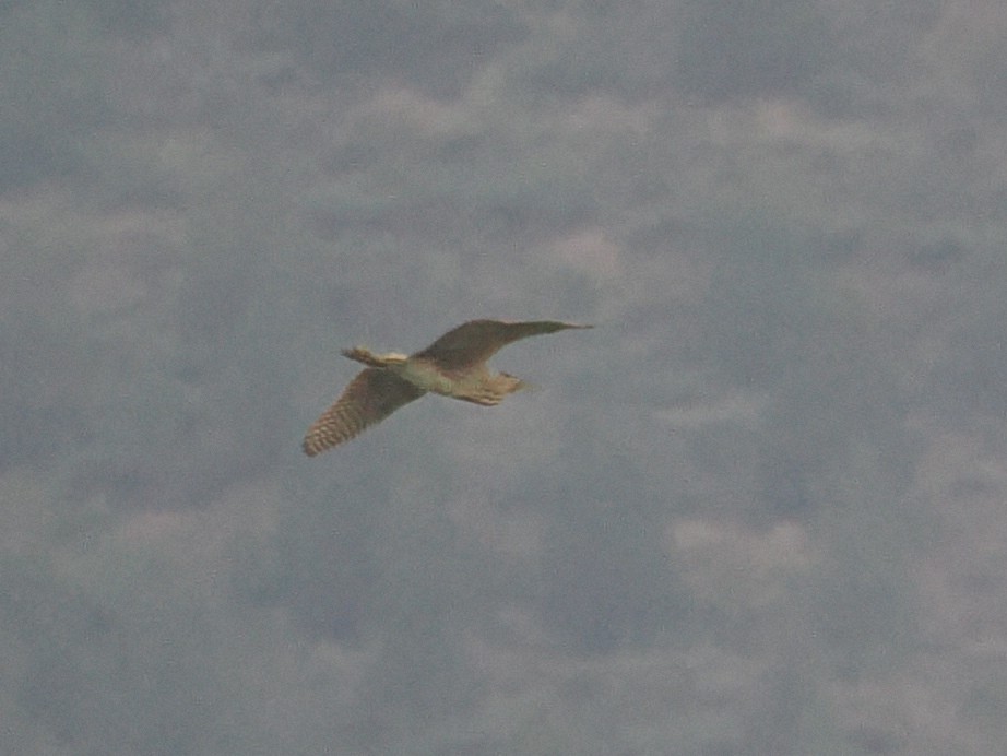 Eurasian Bittern - ML643079052