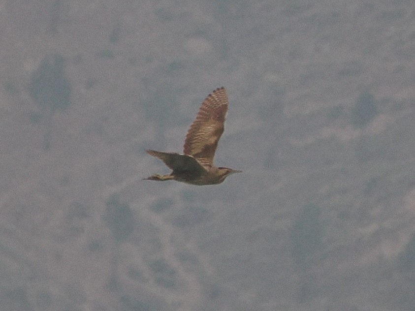 Eurasian Bittern - ML643079053