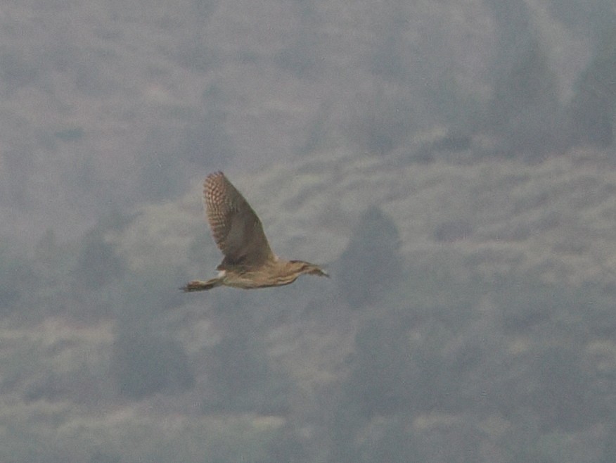 Eurasian Bittern - ML643079054