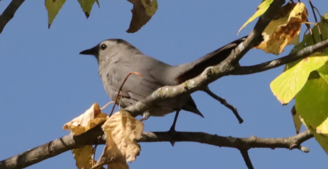 Gray Catbird - ML643079056