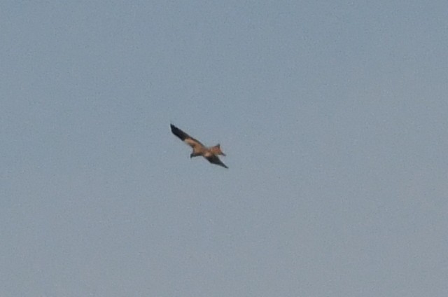 Red Kite - ML643079057