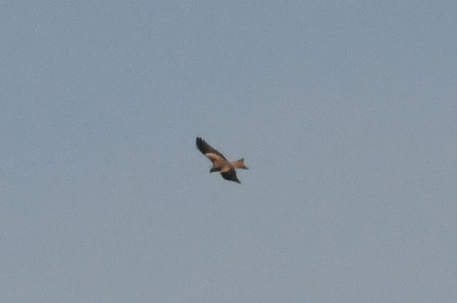 Red Kite - ML643079058