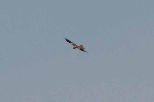 Red Kite - ML643079059