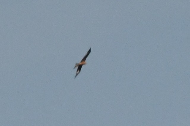 Red Kite - ML643079060
