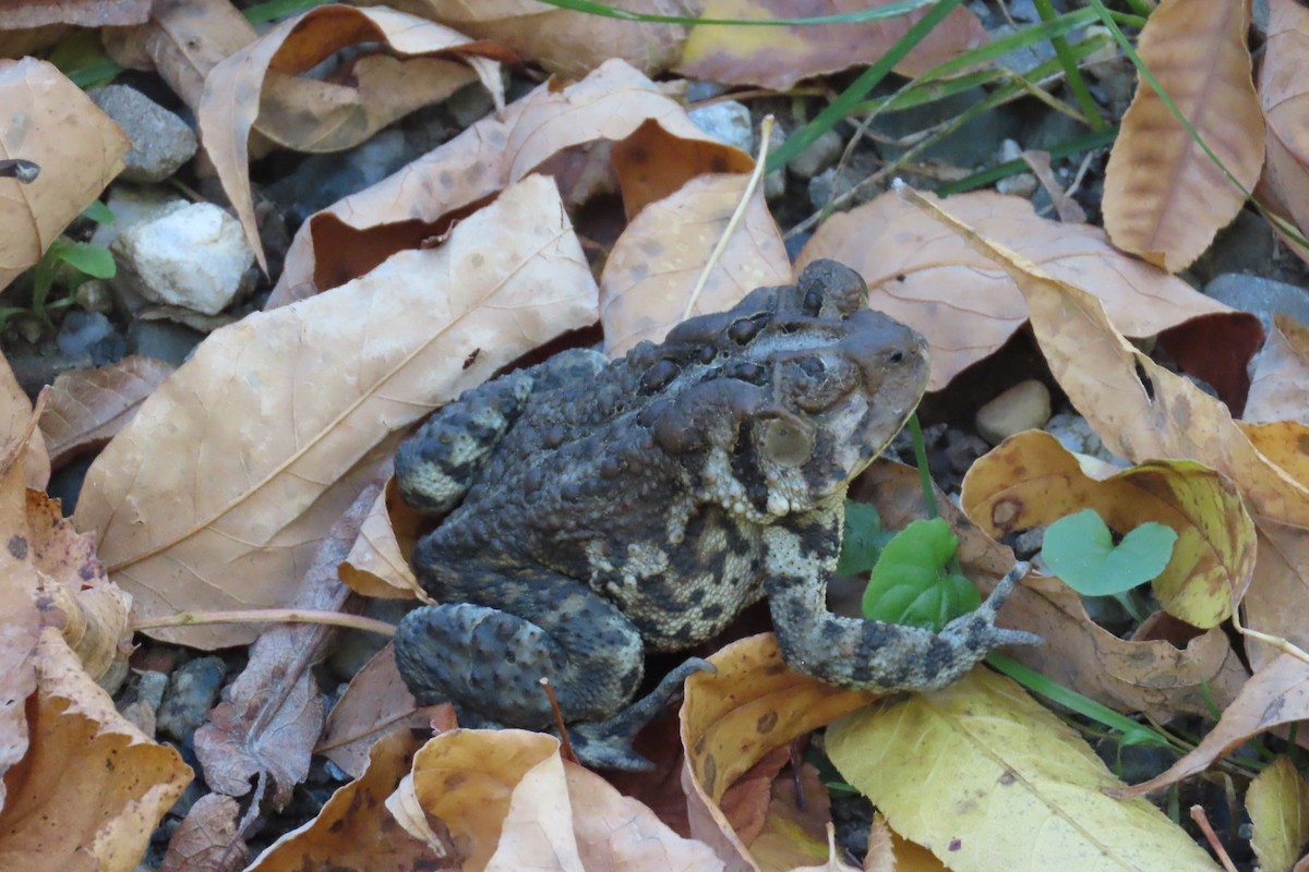 Animals - ML643079061