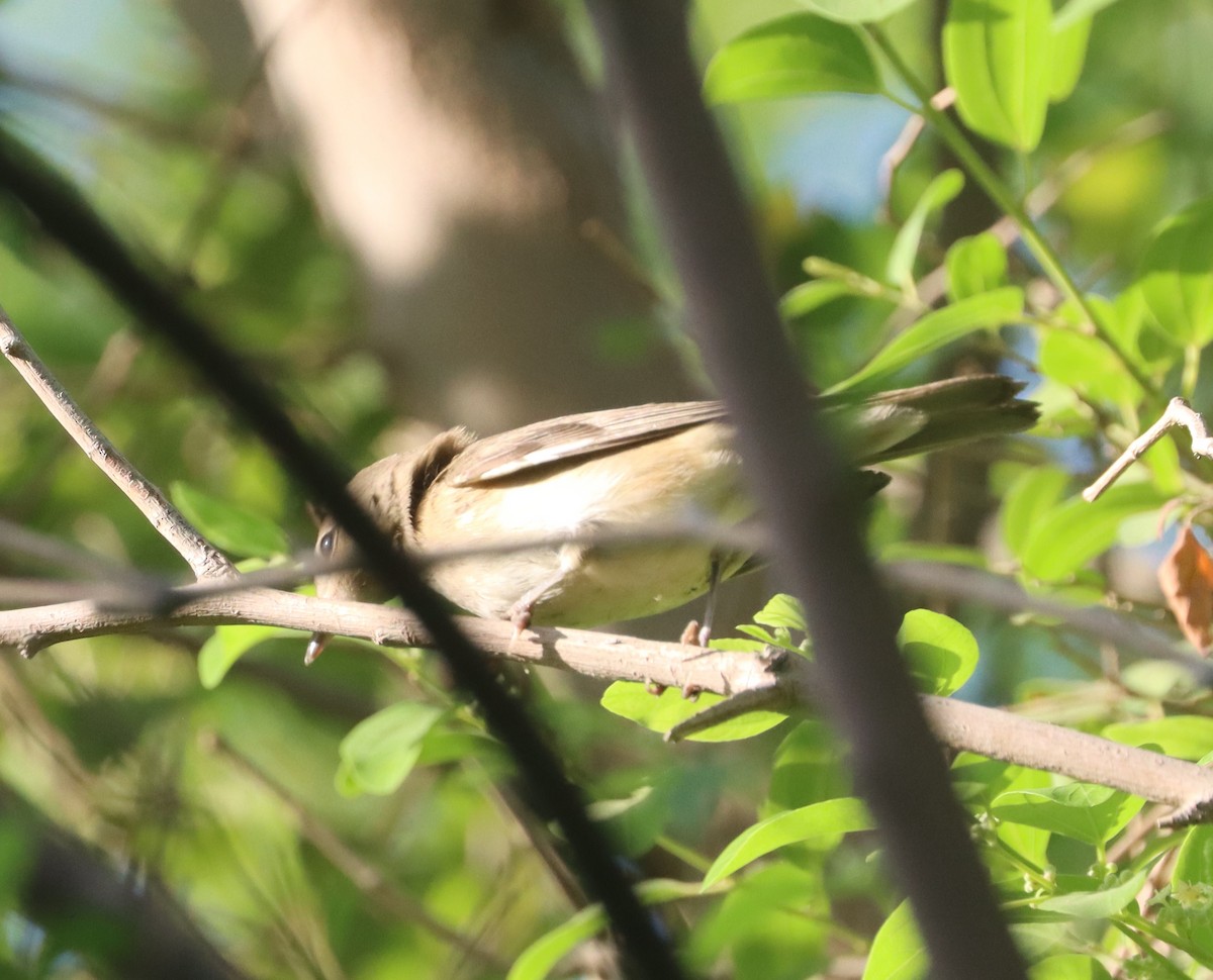 Garden Warbler - ML643079066