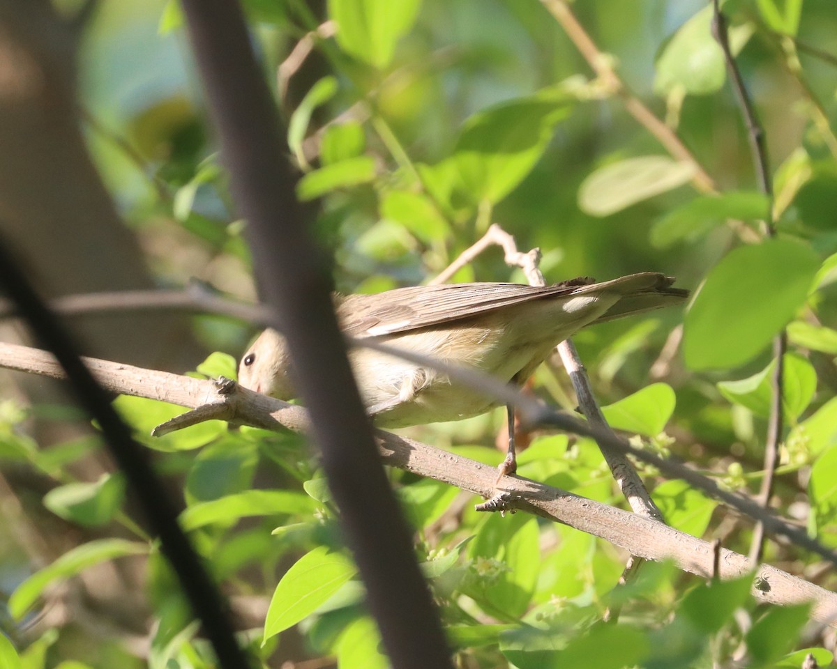 Garden Warbler - ML643079067