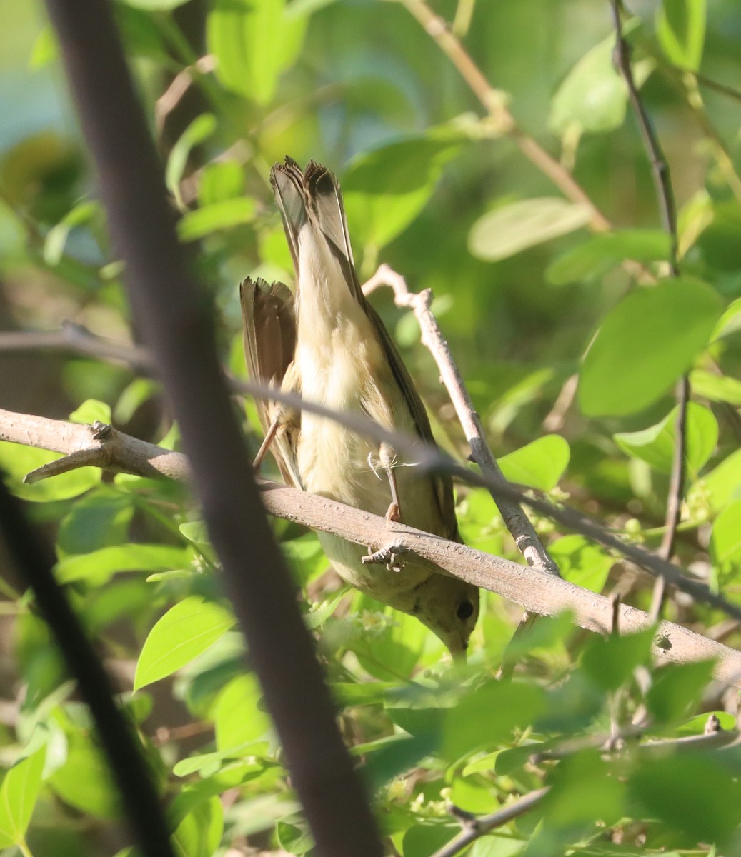 Garden Warbler - ML643079068