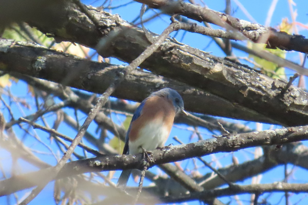 Eastern Bluebird - ML643079070