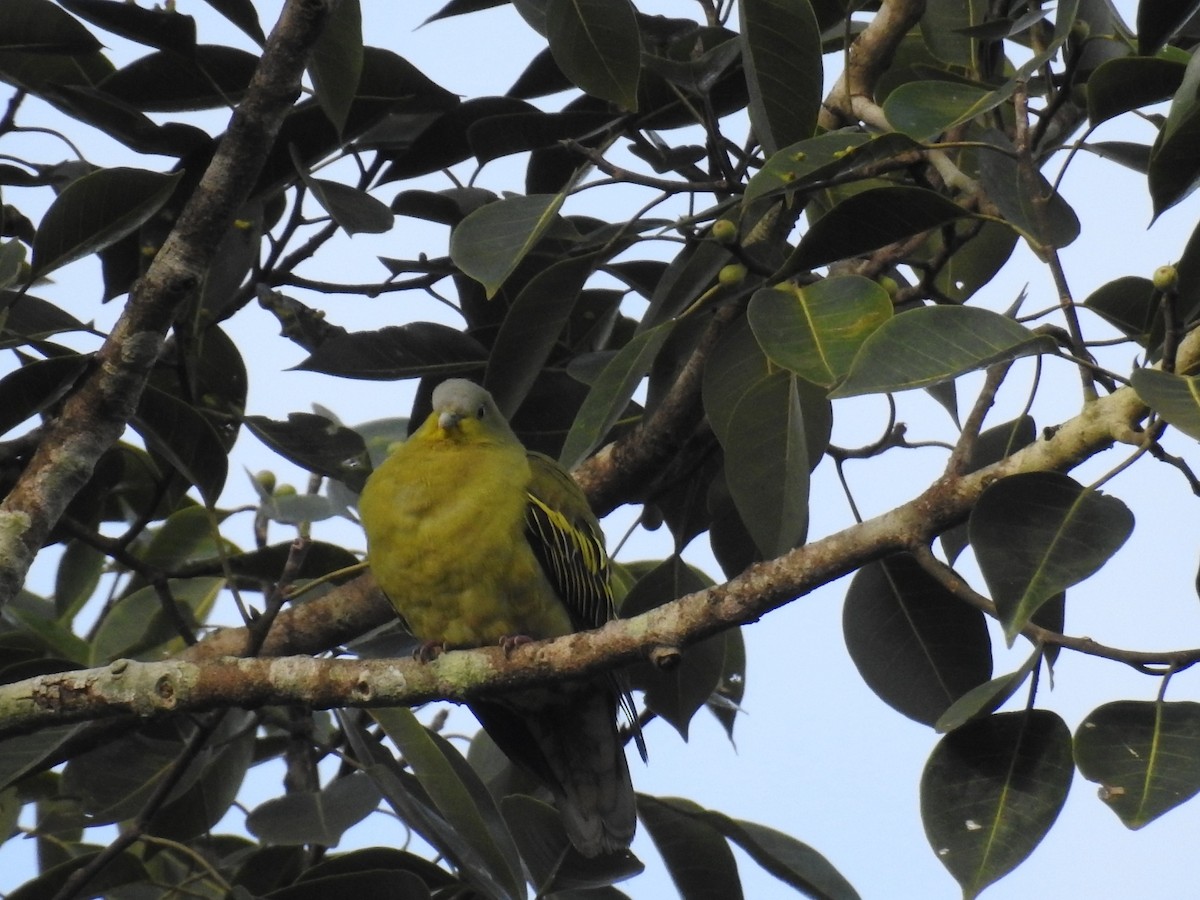 Gray-fronted Green-Pigeon - Mallikarjuna Agrahar