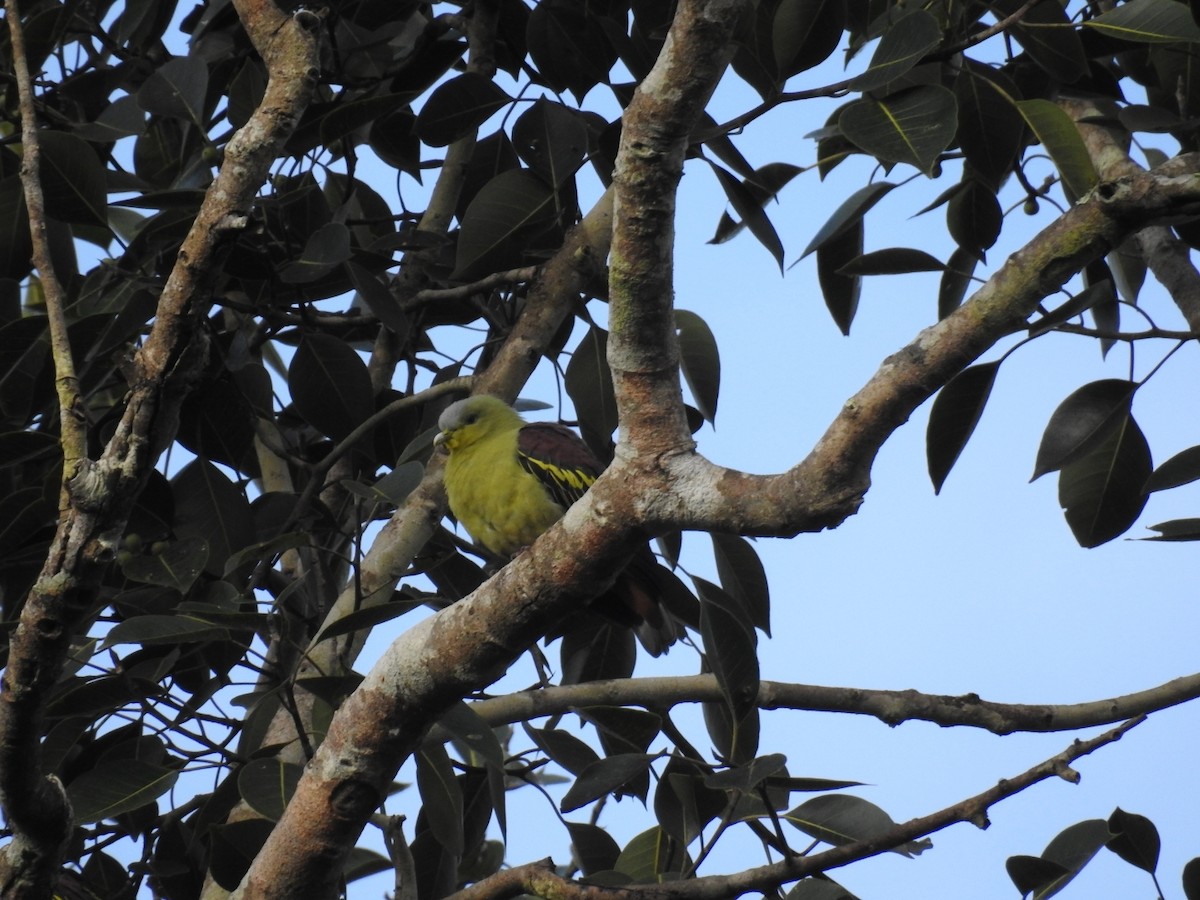 Gray-fronted Green-Pigeon - Mallikarjuna Agrahar