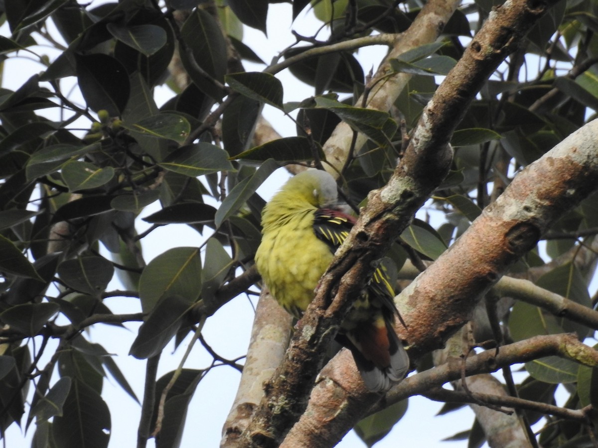Gray-fronted Green-Pigeon - Mallikarjuna Agrahar