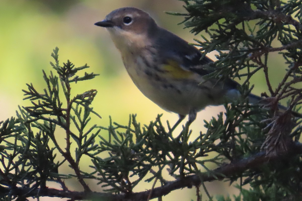 Yellow-rumped Warbler - ML643079087