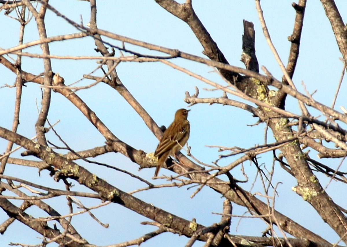 Tree Pipit - ML643079090