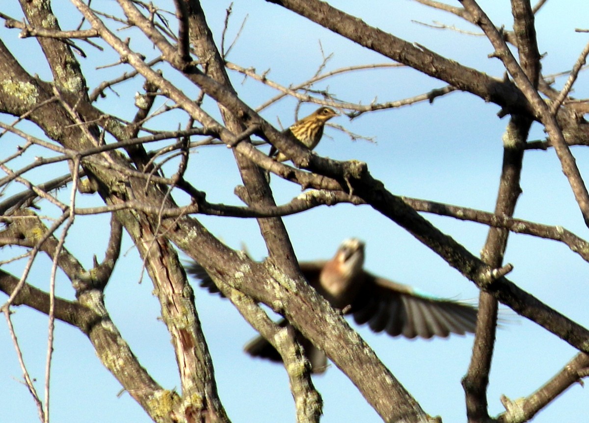 Tree Pipit - ML643079105