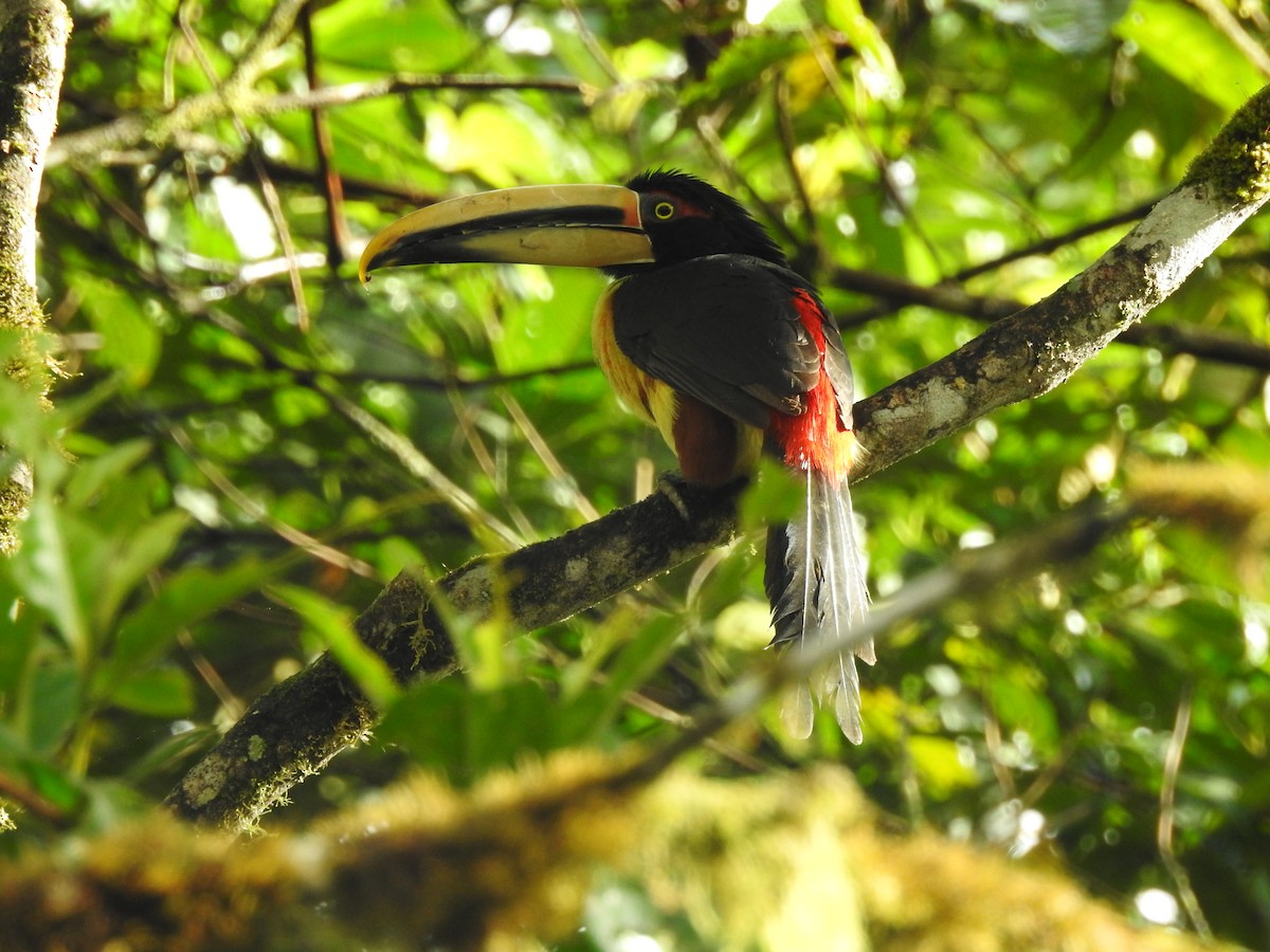 Collared Aracari (Pale-mandibled) - ML643079130