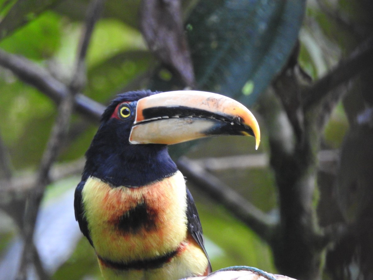 Collared Aracari (Pale-mandibled) - ML643079133