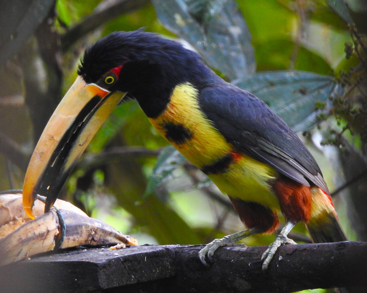 Collared Aracari (Pale-mandibled) - ML643079135