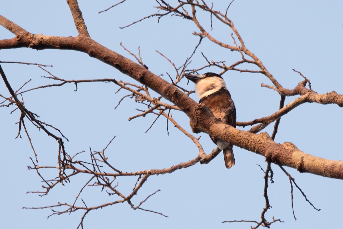 Brown-banded Puffbird - ML643079136