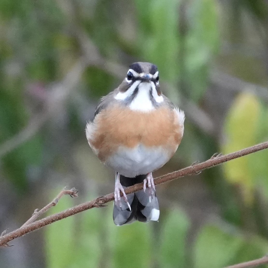 Bearded Scrub-Robin - ML643079139