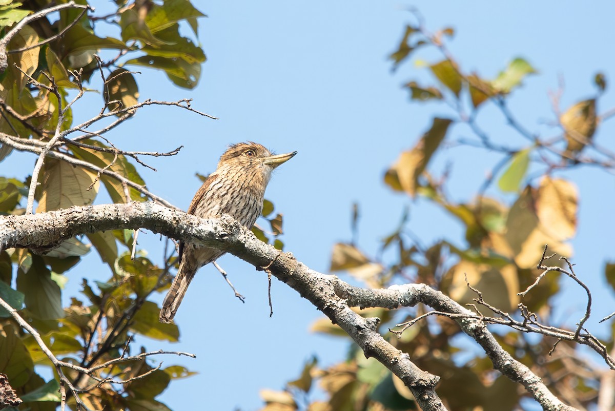 Western Striolated-Puffbird - ML643079140
