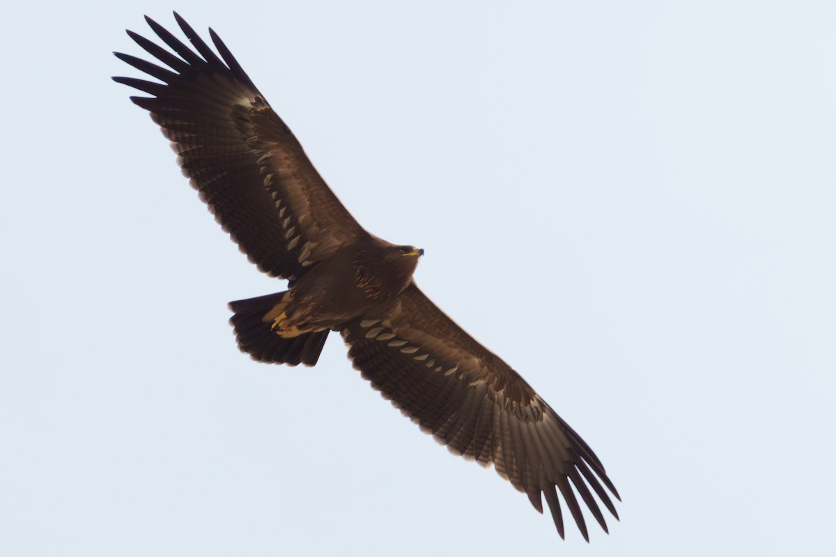 Lesser Spotted Eagle - ML643079142