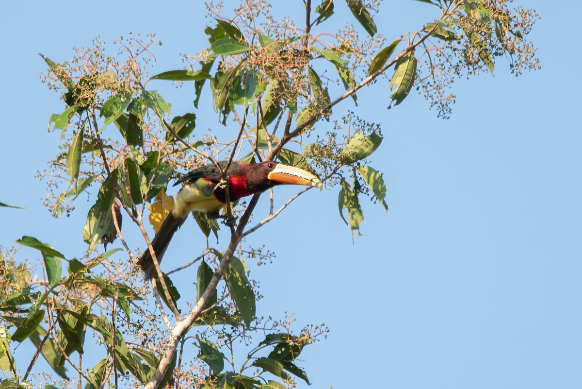 Ivory-billed Aracari (Brown-billed) - ML643079146