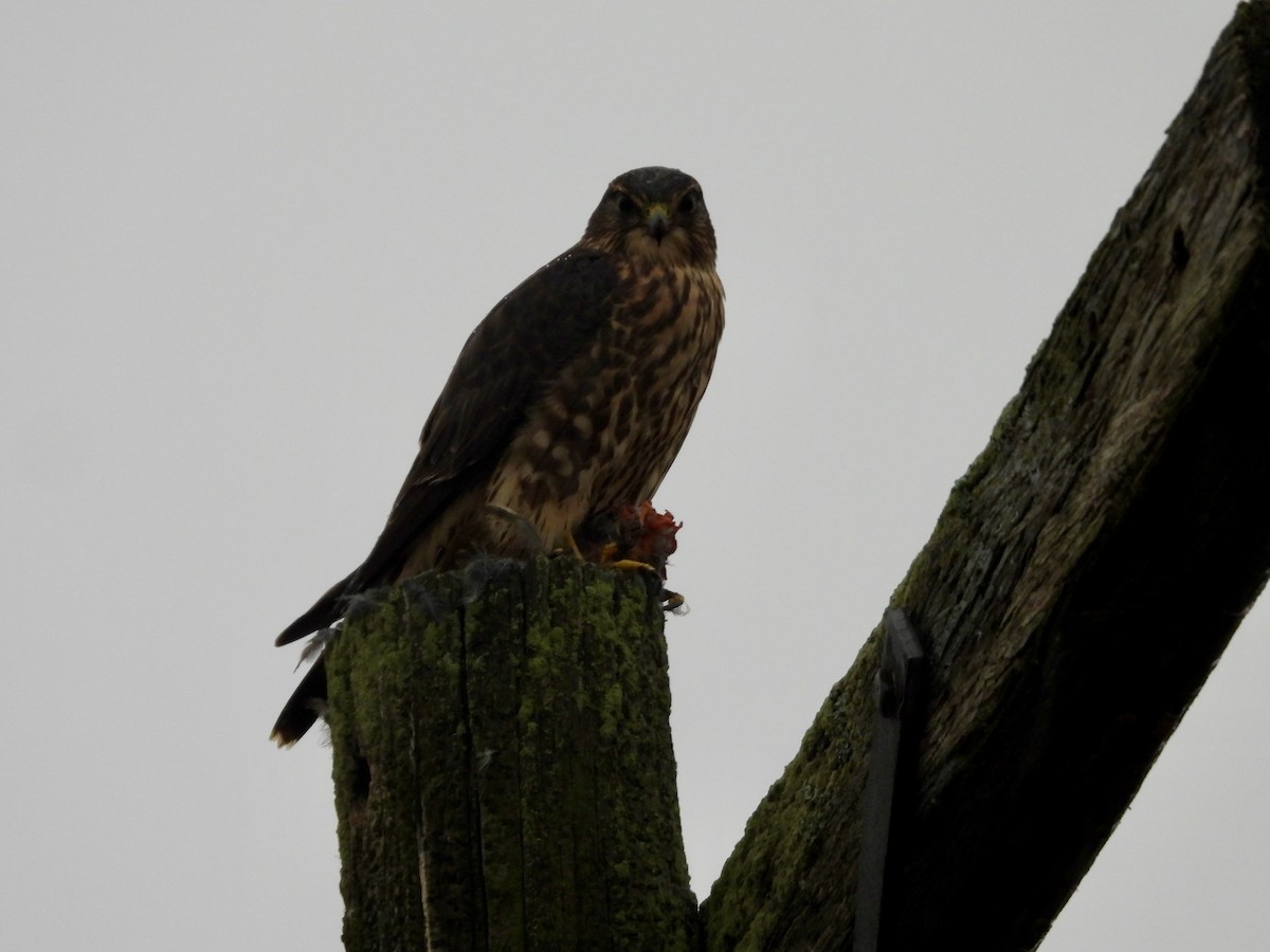 Merlin - ML643079148