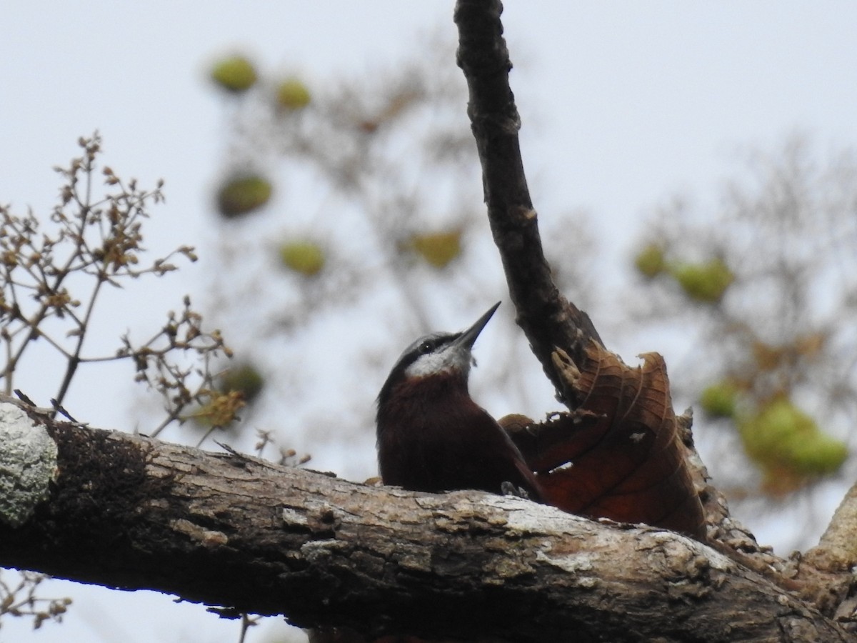 Kastanienkleiber - ML643079149