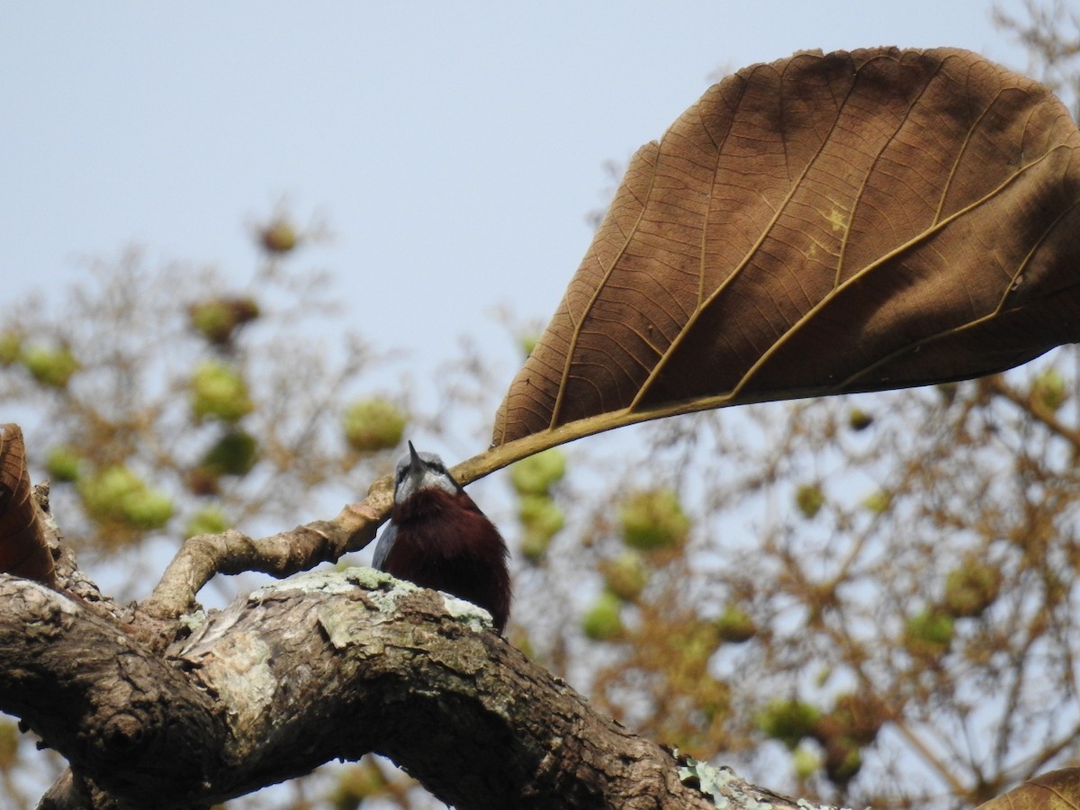 Kastanienkleiber - ML643079150