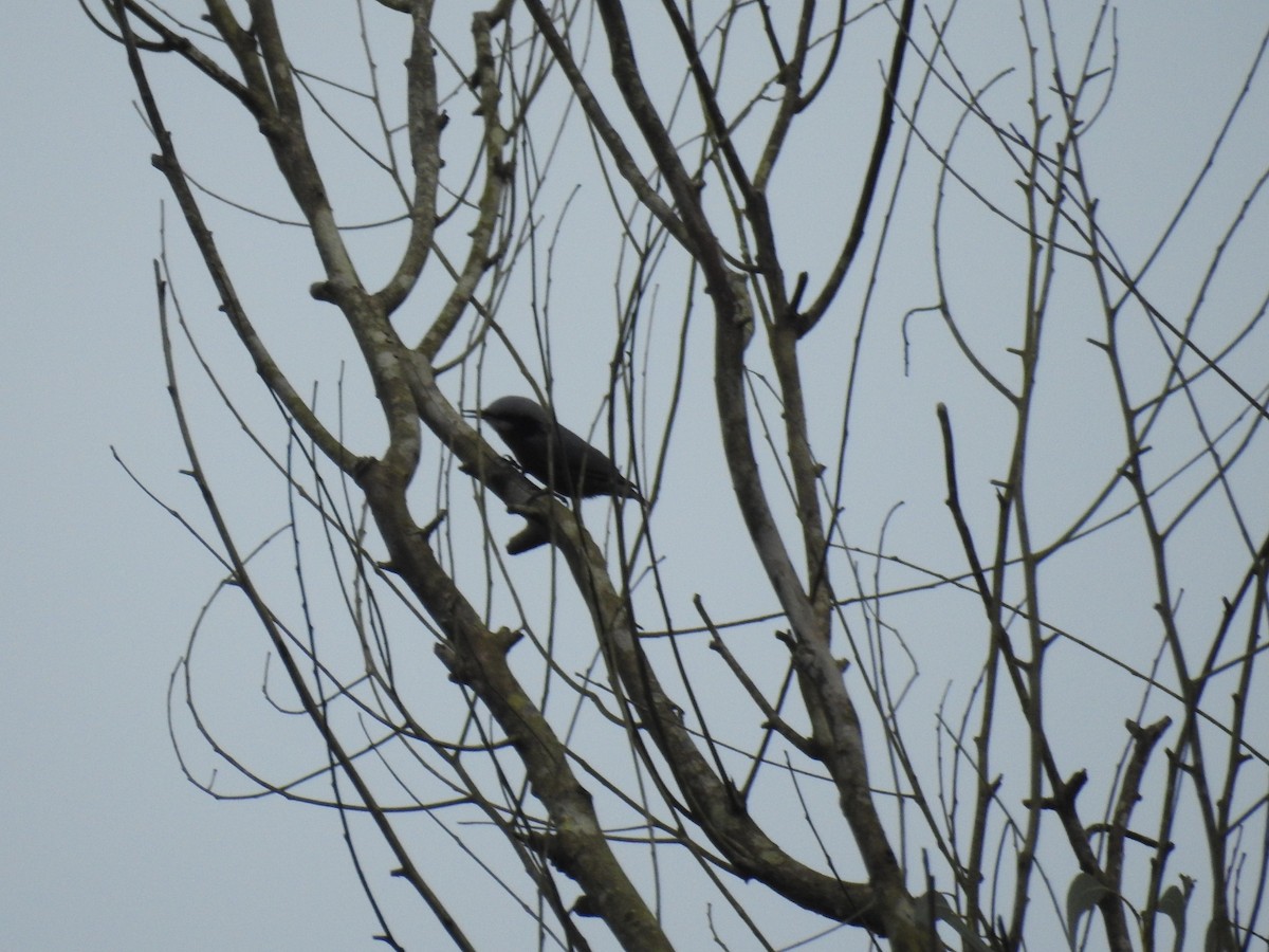 Kastanienkleiber - ML643079151