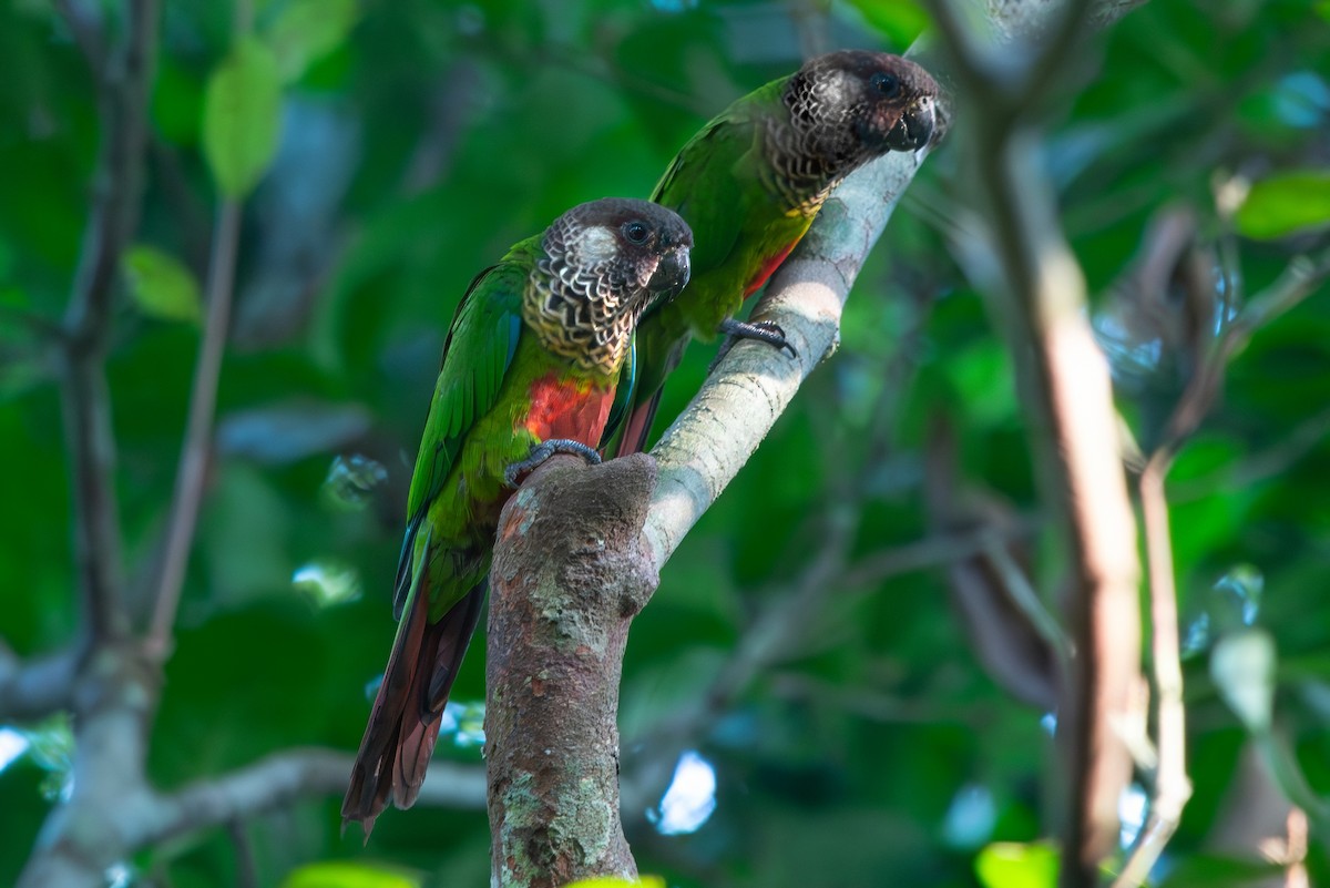 Bonaparte's Parakeet - ML643079152