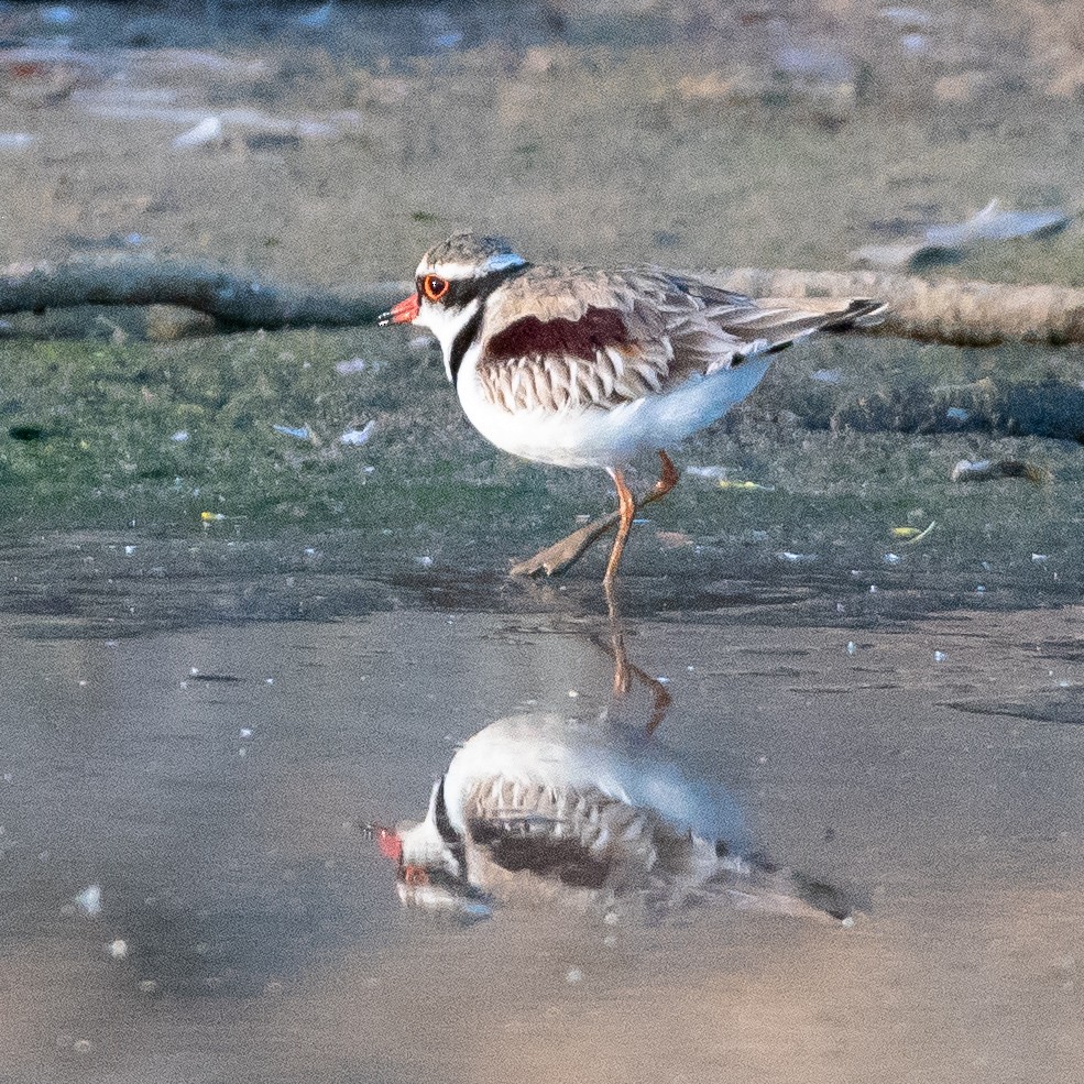 Black-fronted Dotterel - ML643079158