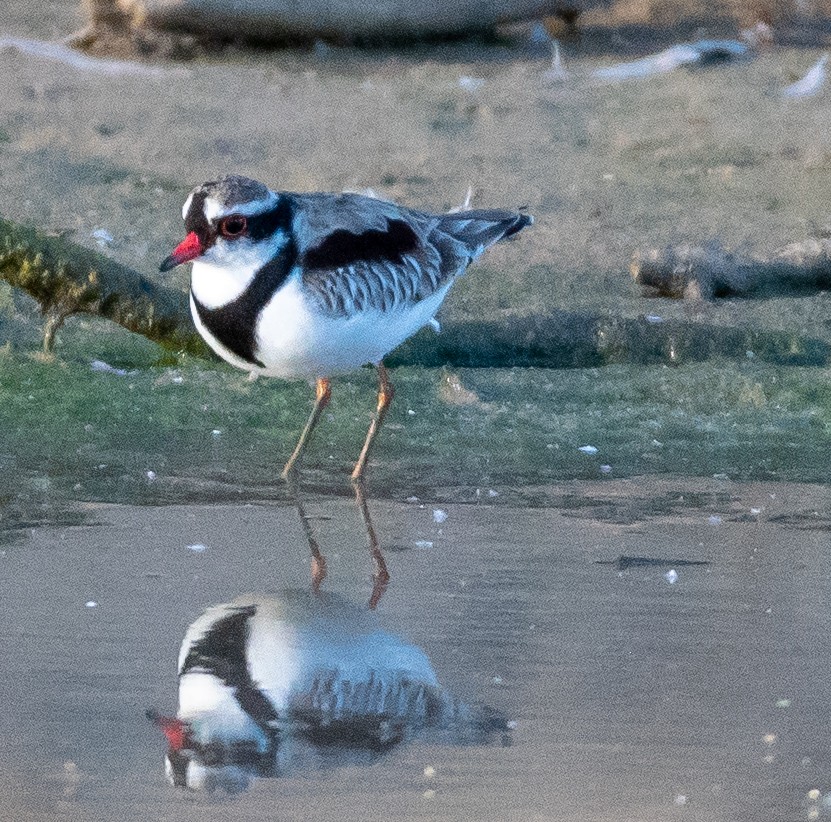 Black-fronted Dotterel - ML643079159