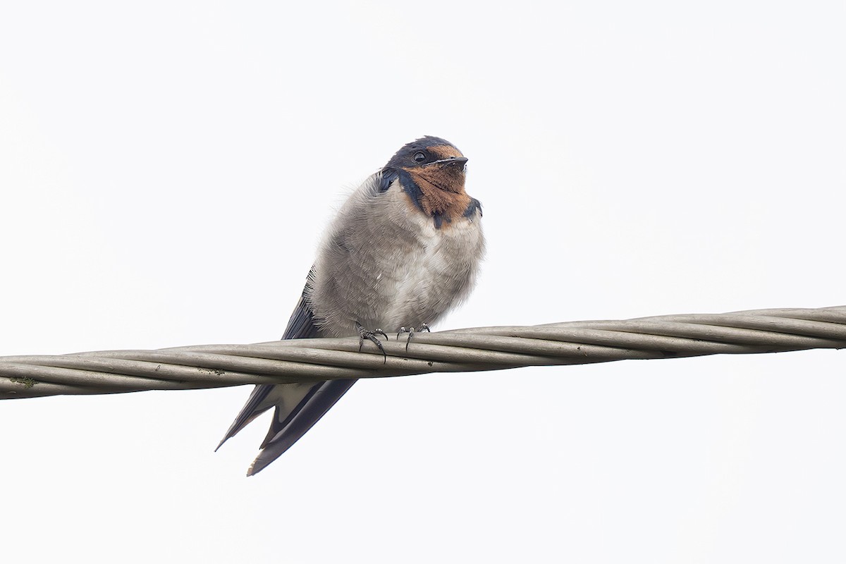 Angola Swallow - ML643079175