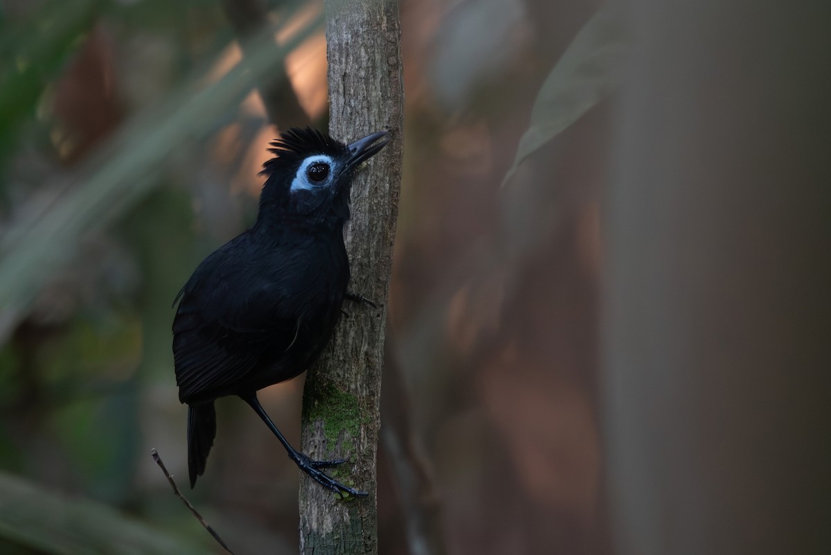 Sooty Antbird - ML643079178