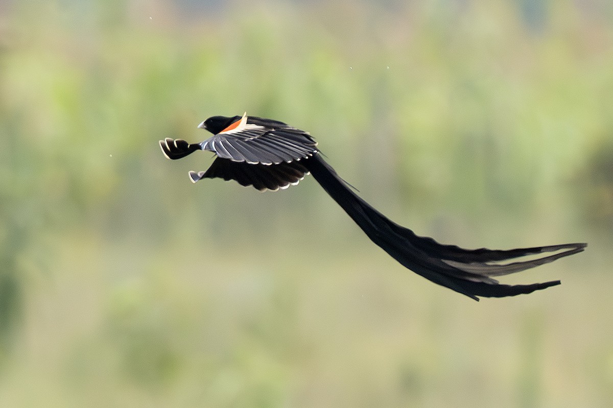 Long-tailed Widowbird - ML643079181