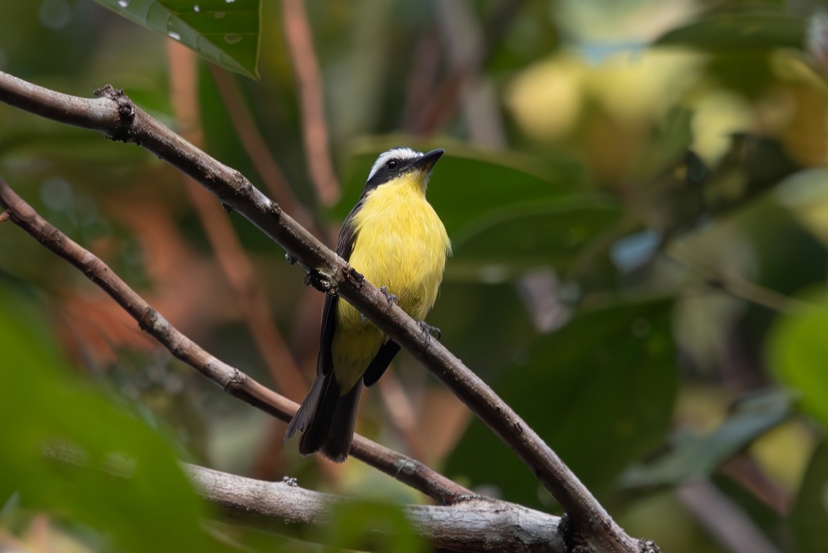 Yellow-throated Flycatcher - ML643079187