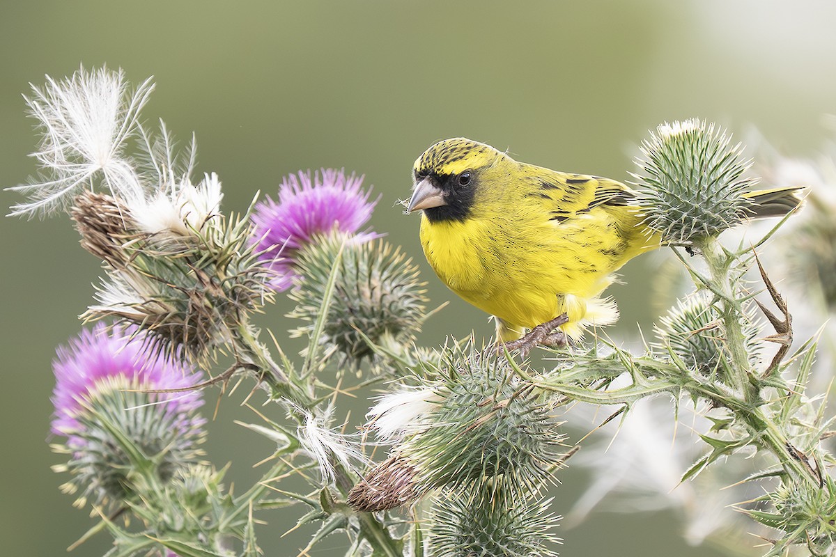 African Citril - ML643079190