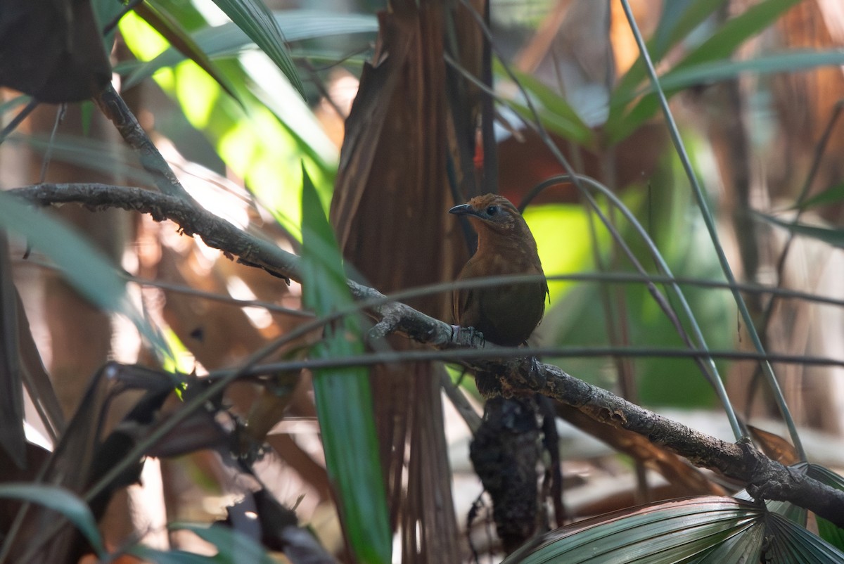 Musician Wren (Ferruginous) - ML643079191